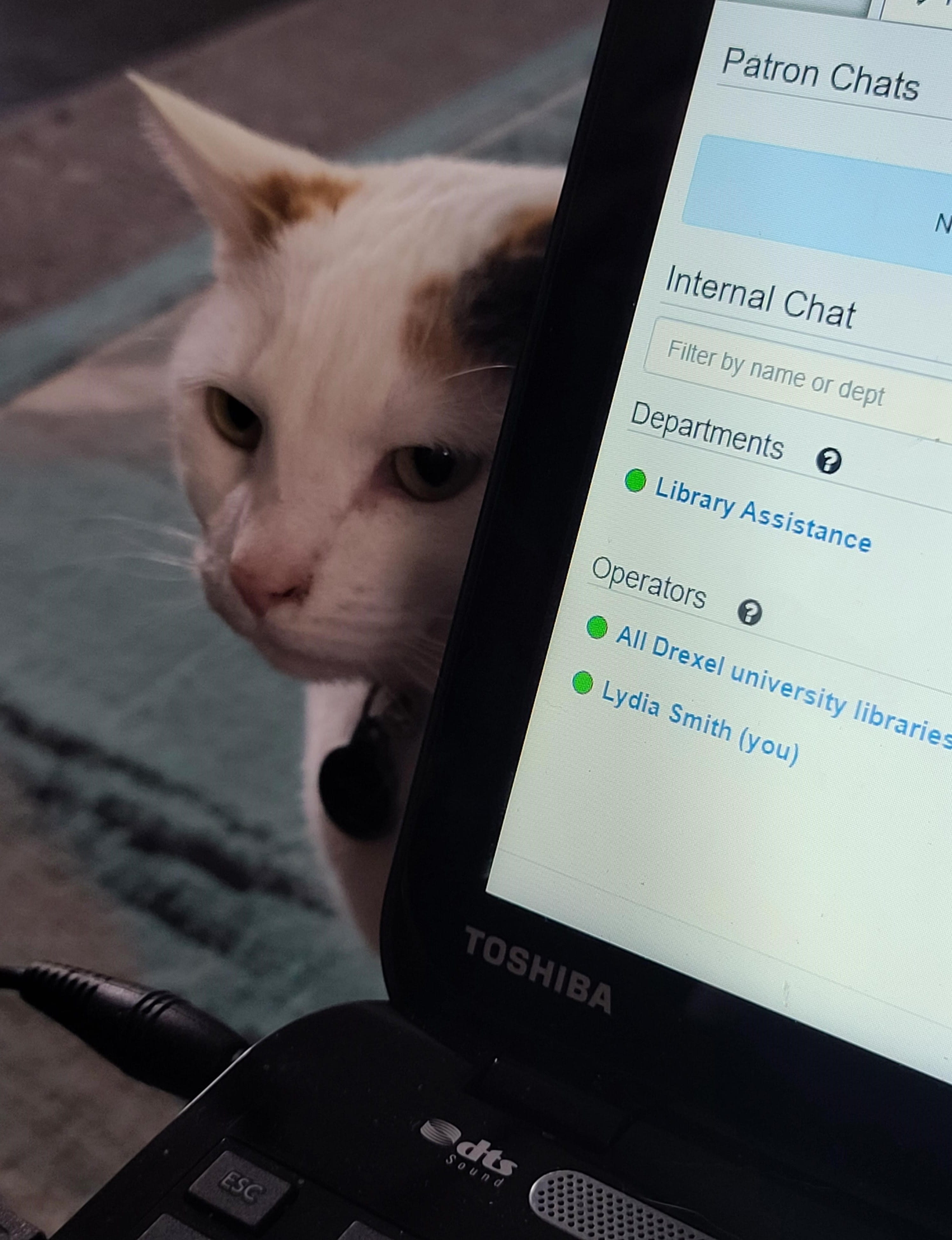 A cat looking at a laptop screen