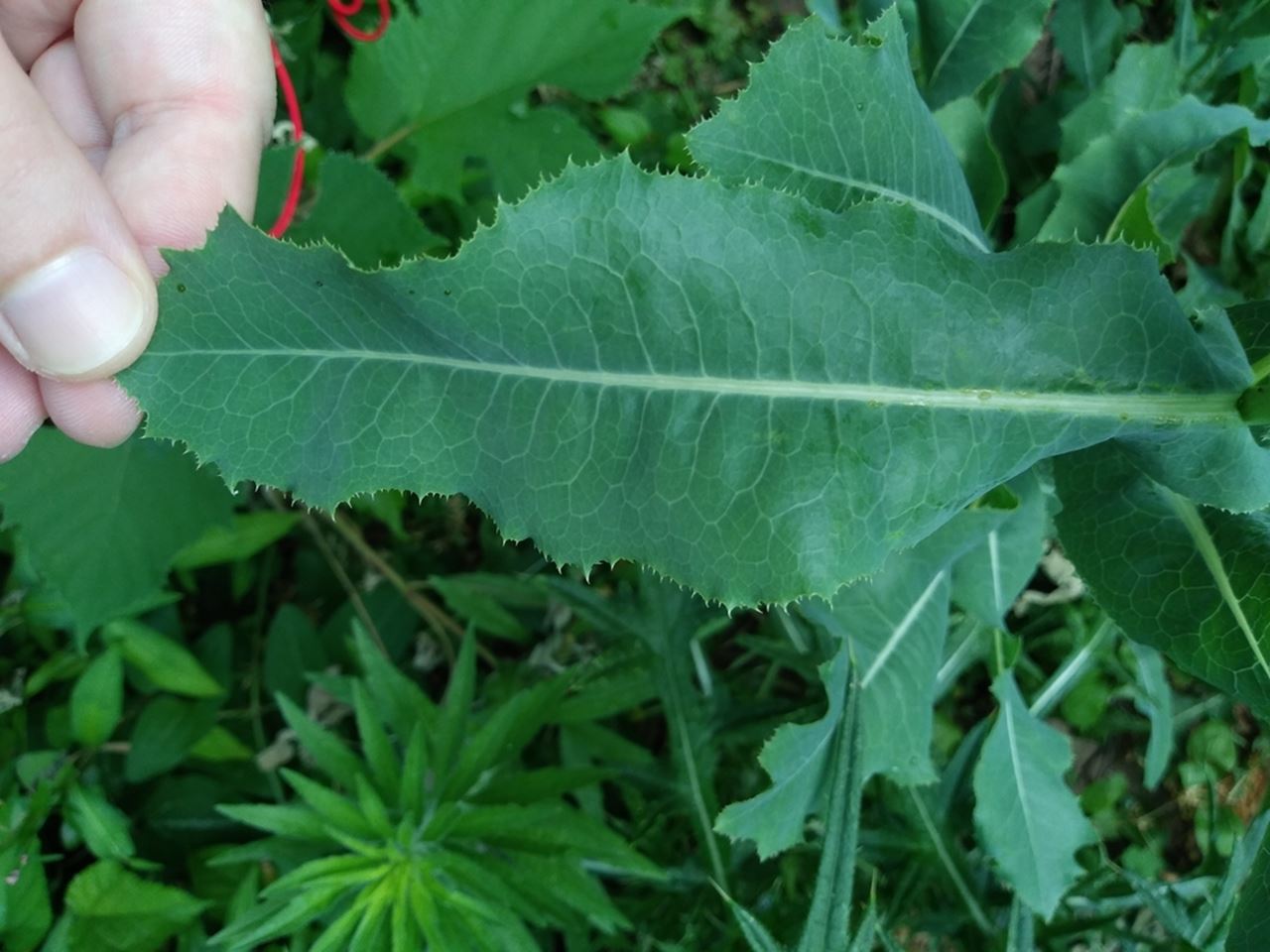 A prickly lettuce plant 